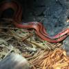 1280px-gfp-red-mountain-racer.jpg 1280px-gfp-red-mountain-racer.jpg