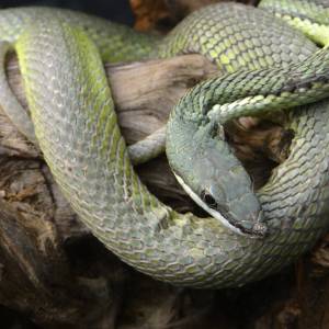 philodryas_baroni_-_vivarium_de_meyrin_01.jpg